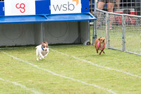 Wiener Dog races 2024